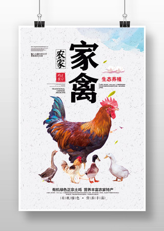 生态养殖家禽 自然健康的日用品新选择