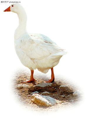 家禽与日用品 生活必需品中的联系与价值