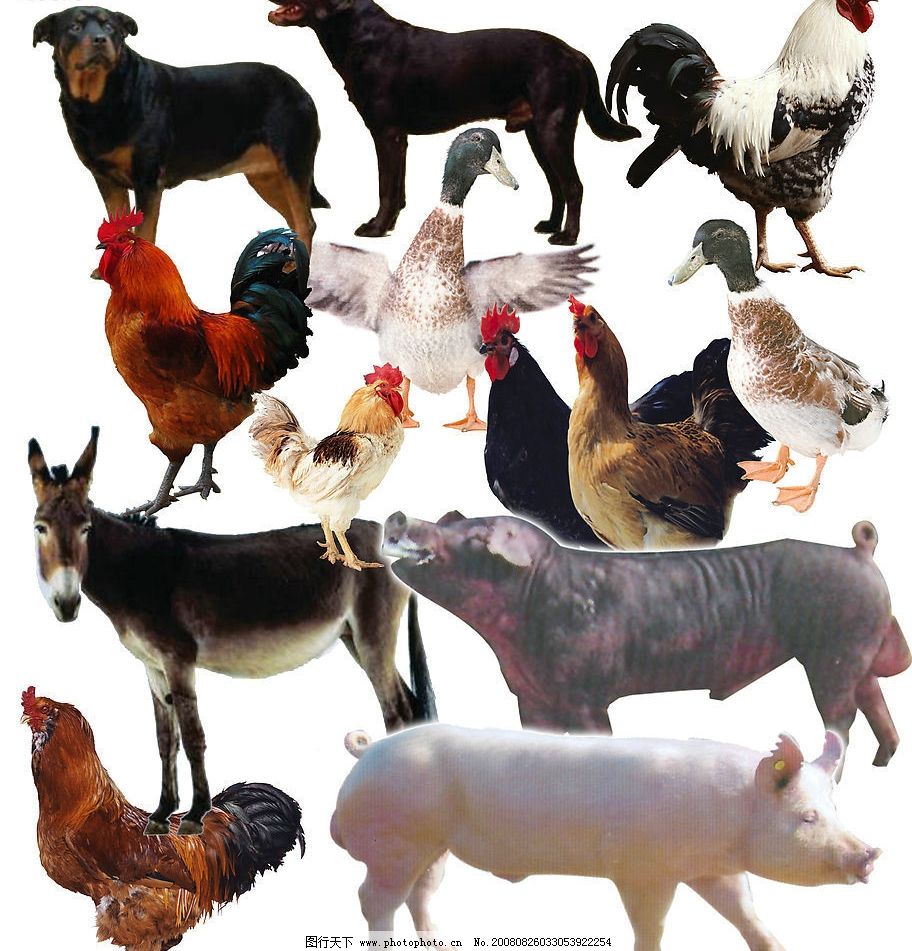 家禽图片与日用品的奇妙对话