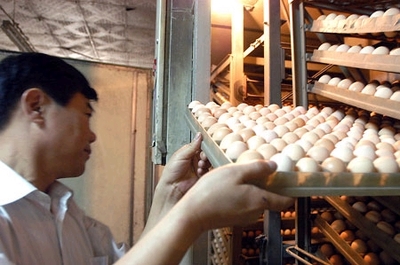 玉泉家禽孵化技术成为国家标准，引领行业创新与服务升级