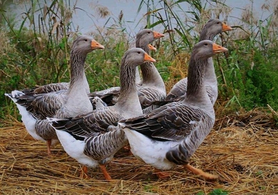 浅谈家禽界三巨头与其野生祖先及水产品的区别