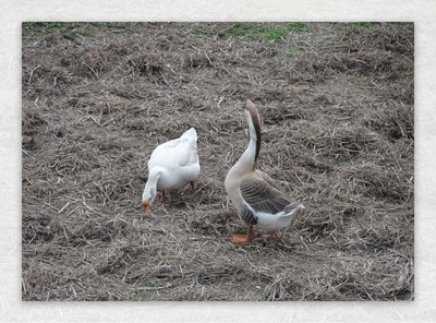 鸭子、鹅与家禽 分层素材及日用品应用