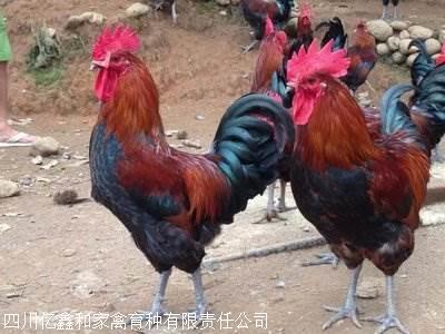 四川脱温鸡苗市场概述与技术服务指南