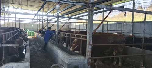 新华乡 多措并举做好冬季动物疫病防控工作 全力保障畜禽安全越冬