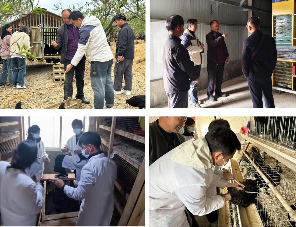 教随产出育匠才，校企同行促振兴——家禽技术服务的新篇章